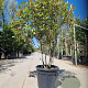 Photinia fraseri 'Robusta Compacta' 125-150 cm container paraplu