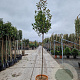 Photinia fraseri 'Red Robin' 160 cm stam container 8-10