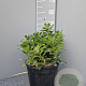 Pittosporum tob. 'Nanum' GM C6L