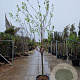 Prunus ar. 'Polonais' 100 cm stam container 12-14