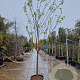 Prunus ar. 'Polonais' 100 cm stam container 14-16