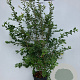 Prunus 'The Bride' 175-200 cm 35L meerstammig