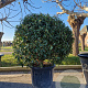 Prunus l. 'Angustifolia' 100-125 cm container bonsai