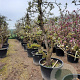Pyrus c. 'Conference' 50 cm stam container