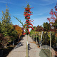Pyracantha coccinea 120 cm stam container 12-14