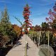 Pyracantha coccinea 120 cm stam container 12-14