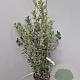 Quercus ilex 100-125 cm 10L