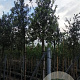 Quercus ilex 10-12 HO container