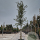 Quercus ilex 120 cm stam container 18-20