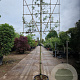 Quercus ilex 140 cm stam container 6-8 lei 120x120