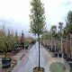 Quercus ilex 160 cm stam container 12-14