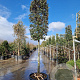 Quercus ilex 160 cm stam container 20-25