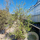 Quercus suber 150-175 cm cont. 70L meerstammig