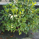 Rhododendron 'Cunningham's White' 100-120 cm container
