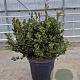 Rhaphiolepis umbellata 60-80 cm 45L bol