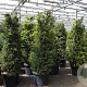 Taxus baccata 140-160 cm 45L