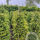 Taxus baccata 140-160 cm 45L