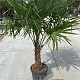 Trachycarpus fortunei 100-120 cm 20L