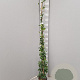 Trachelospermum jasminoides 125-150 cm 3,0L