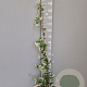 Trachelospermum jasminoides 125-150 cm 3,0L