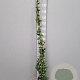 Trachelospermum jasminoides 125-150 cm 3,0L