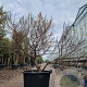 Ulmus minor 'Jacqueline Hillier' 125-150 cm container meerstammig