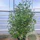 Vitex agnus-castus 140-160 cm 30L