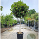Viburnum tin. Spirit 100 cm stam container 80-100 bol