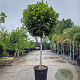 Viburnum tin. Spirit 100 cm stam container 80-100 bol