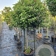 Viburnum tin. Spirit 100 cm stam container 80-100 bol