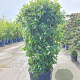 Viburnum tin. Spirit 150-175 cm 9L