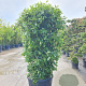 Viburnum tin. Spirit 150-175 cm 9L