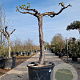 Vitis vinifera 120 cm stam container bol 50-60