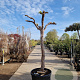 Vitis vinifera 150 cm stam container 25-30