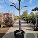 Vitis vinifera 150 cm stam container 25-30