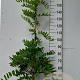 Wisteria flor. 'Honbeni' 175-200 cm 10L