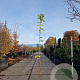 Wisteria sinensis 'Prolific' 175-200 cm 3,0L