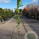 Wisteria sinensis 'Prolific' 175-200 cm 3,0L