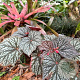 Begonia 'Little Moon' GM P9