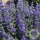 Caryopteris cland. Beyond Midnight GM 3,0L leverbaar