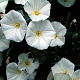 Convolvulus cneorum GM P9