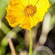 Coreopsis gr. 'Schnittgold' GM P9