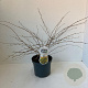 Corylopsis pauciflora 30-40 cm 3,0L