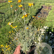 Eriophyllum lanatum GM P9