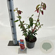 Euonymus alatus 25-30 cm 2,0L