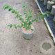 Euonymus alatus 25-30 cm 2,0L