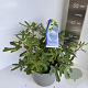 Ficus car. 'Rouge de Bordeaux' 40-50 cm 5,0L