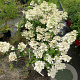 Hydrangea pan. 'Wim's Red' 80-100 cm 2,5L