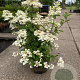 Hydrangea pan. 'Wim's Red' 80-100 cm 2,5L