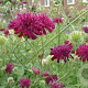 Knautia m. 'Red Knight' GM P9
